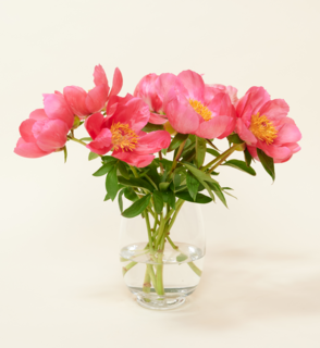Brievenbusbloemen Pioenrozen Roze